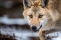 ÃÂ¡lose-up portrait of a wolf. Eurasian wolf Royalty Free Stock Photo